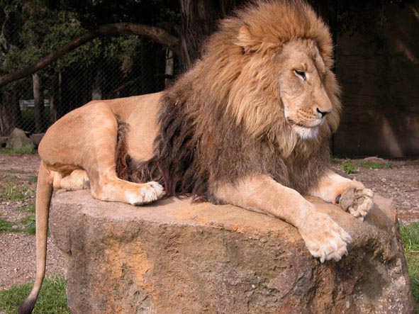 aslan