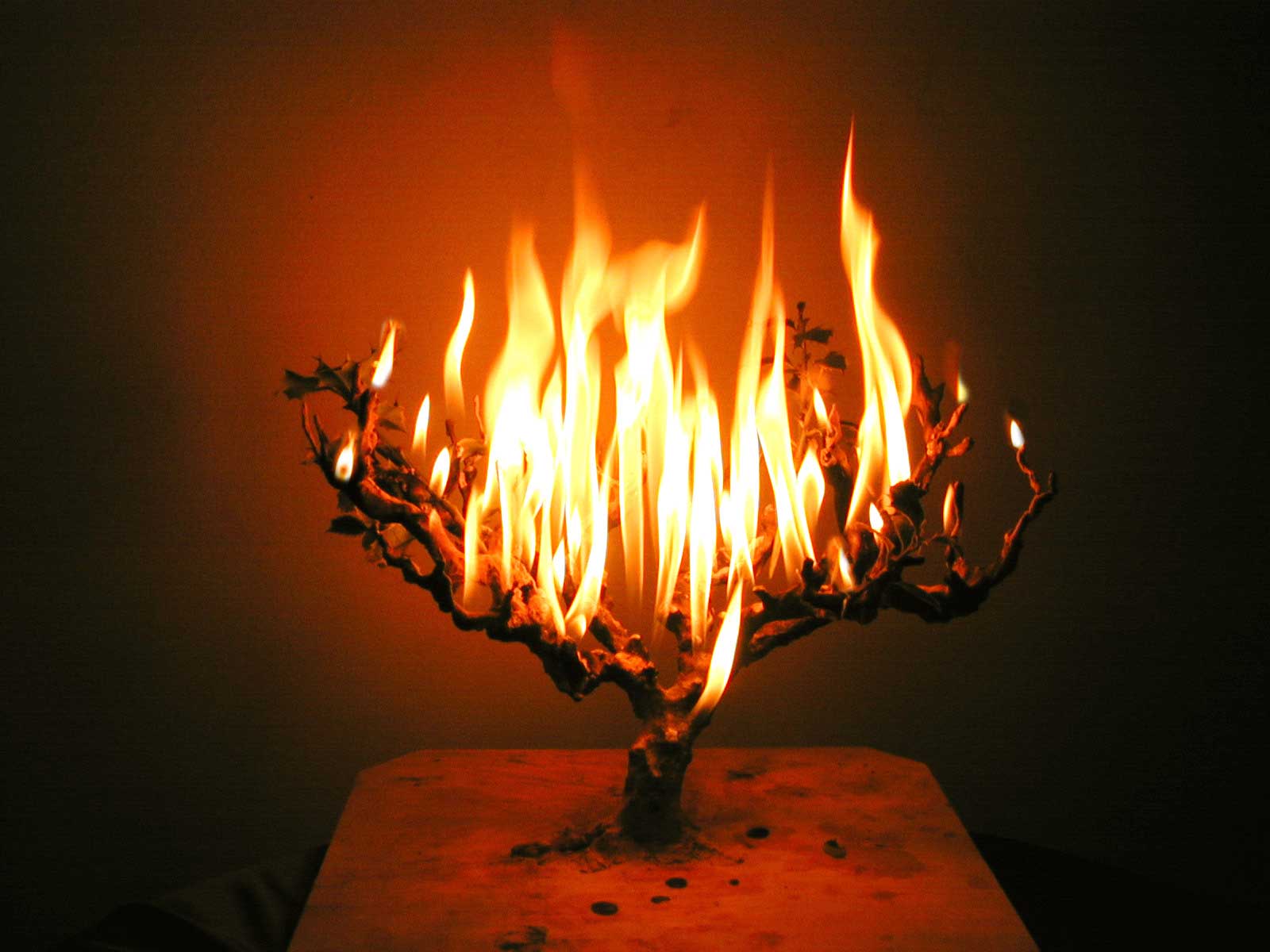 burning-bush