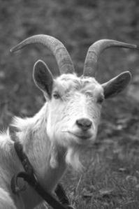 scapegoat