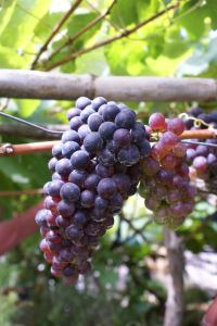 vine-and-branches