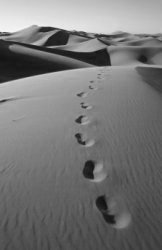 desert-walk