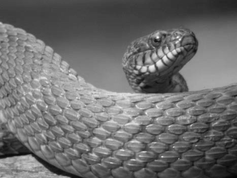 snake