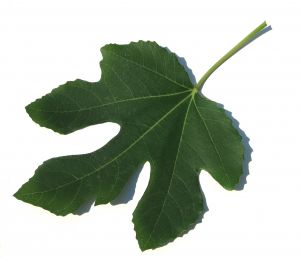 Fig Leaf