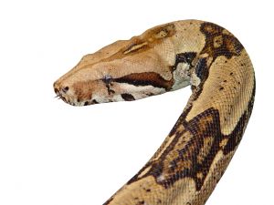 Serpent