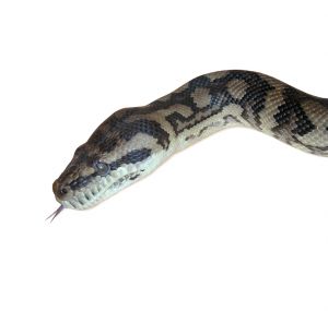 snake