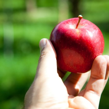 hand holding out apple