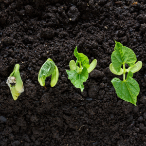 Image for article: Abort the Seed of Lust