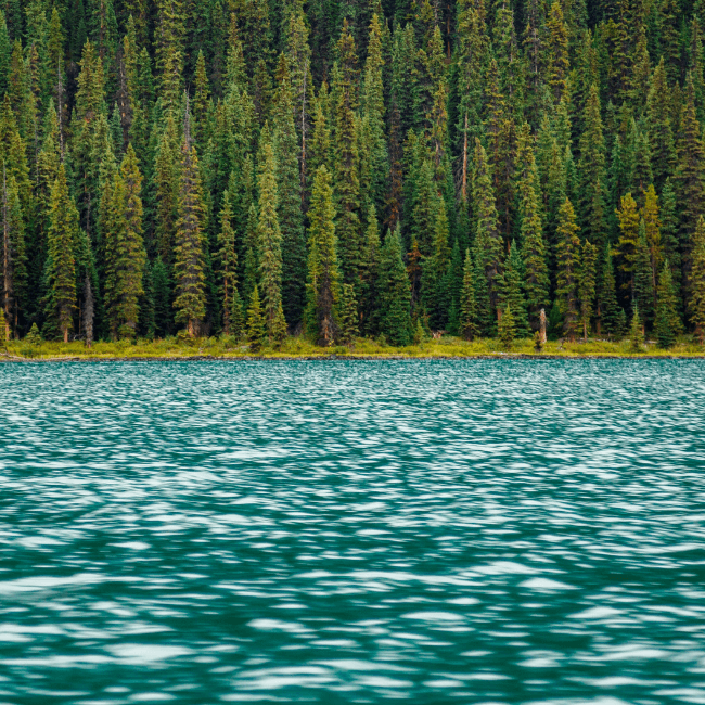 trees and water