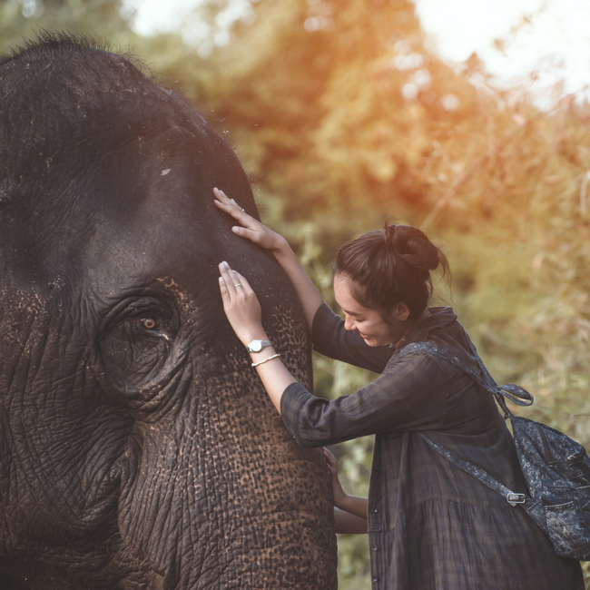 woman hugging elephant